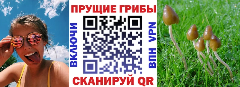 Купить  Родники  Псилоцибиновые грибы мухоморы 